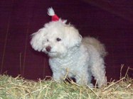 Missy with a santa hat on standing on top of the hay