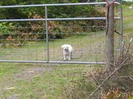 Missy behind the ranch gate