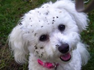 Missy will weed seeds all over her head