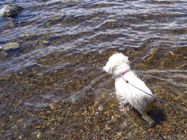 Missy watching the waves slap a rock at Dog Lake