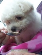 Missy eating ground chicken baby food