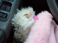 Missy asleep in Ileens lap while driving