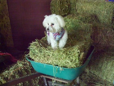Missy waiting in barn on the wheelbarrow full of hay