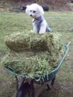 Missy put on the hay to keep her out of the way