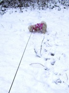 Missy smelling rabbit tacks in the snow