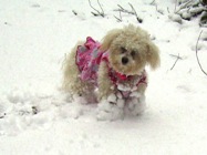 Missy having difficulty walking with all the extra snow