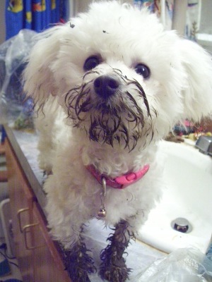 Missy after digging in the mud