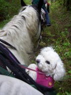 Missy riding at Mossyrock