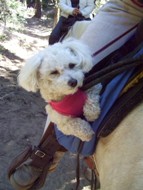 Missy in her sling bag hanging from saddle horn
