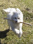 Missy playing fetch with a stick