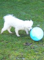 Missy playing with her blue ball