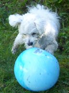 Missy playing with her blue ball