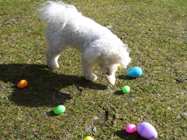 Missy playing with egg hunt eggs