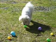 Missy playing with egg hunt eggs
