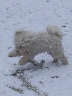 Missy chasing a snowball