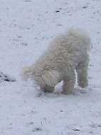 Missy attacking a snowball