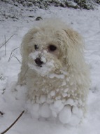 Missy with snow clumps on her nose