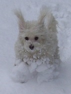 Missy bounding with snow clumps