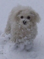 Missy with snow clumps up to her chest