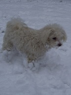 Missy about to attack a snowball