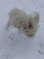 Missy pouncing on a snowball