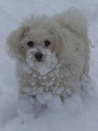 Missy waiting for another snowball to chase