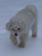 Missy walking on frozen snow