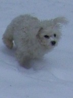 Missy chasing a piece of icey snow