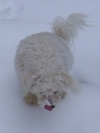 Missy attacking a piece of icey snow