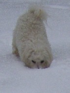 Missy trying to smell something under the frozen snow