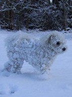Missy chasing more snowballs