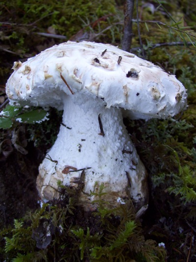 10/07/09 This poisonous Amanita is frequently mistaken for look-a-like edibles.