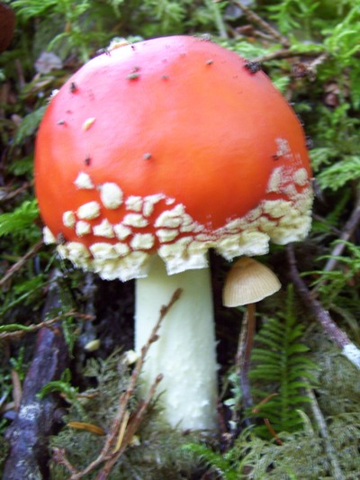10/09/09 We grew up calling this mushroom the ’Alice in Wonderland’ mushroom. The common name is the Fly Agaric (Amanita muscaria) and it is not edible and causes many poisonings each year. 