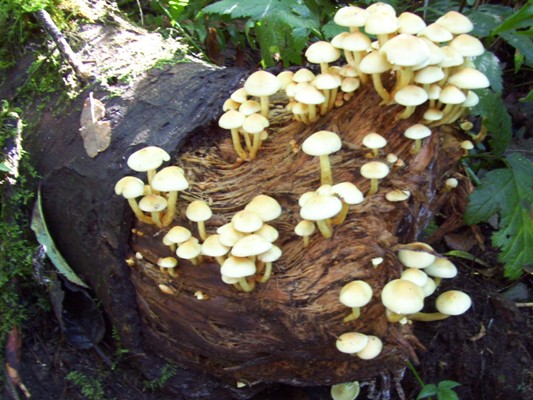 09/24/10 This cluster of Sulfer Tuft (Naematoloma fasciculare) is poisonous, but beautifully highlights the end of this log. Only days later, these mushrooms had matured and turned dull brown.