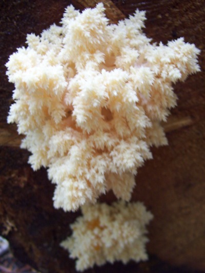 09/26/10 Also a younger Hericium, all three where found within 15 yards of one another.