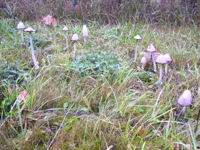 11/01/12 A patch of Shaggy Mane (Coprinus comatus) that is past its prime.