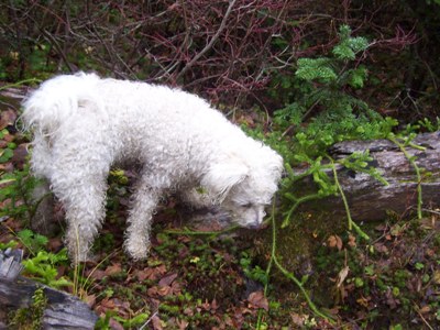 11/04/12 Missy sniffing at Elk Horn Fern, while we collected Gypsy mushrooms.