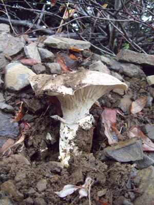 11/04/12 A large unidentified mushroom growing along the roadway.