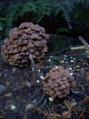 10/25/13 We find these un-identified little clumps of mushrooms almost every year.