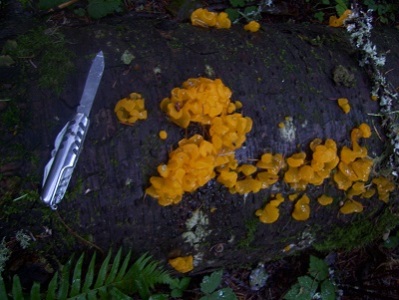 11/14/13 This orange jelly mushroom is called Witches Butter (Tremella mesenterica).