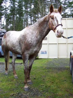 11/29/09 River, high probability of being a relative of our ranch horse Echo.