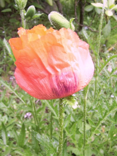 06/14/10 Flowers blooming in the yard, giant salmon poppy.