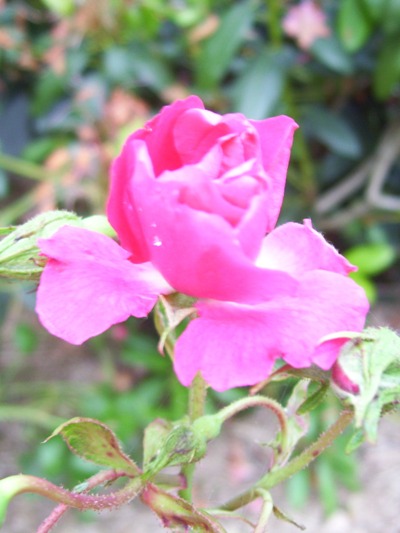 06/14/10 Flowers blooming in the yard, pink rose.