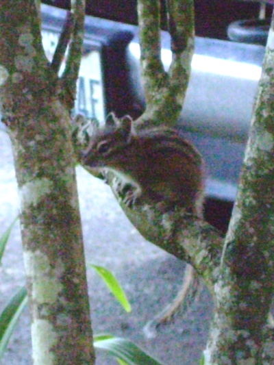 07/10/10 A young chipmunk using its tail to balance on a narrow limb.