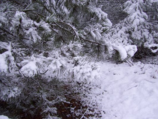 12/29/10 Snow covered Pine limbs; looks like a flocked xmas tree.