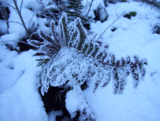 12/30/10 Snowy fern, Nolte State Park.