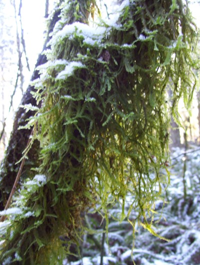 12/30/10 Snow covered moss hanging from a Maple branch, Nolte State Park.