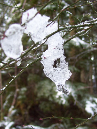12/30/10 Piece of frozen snow and ice suspended in a bush, Nolte State Park.