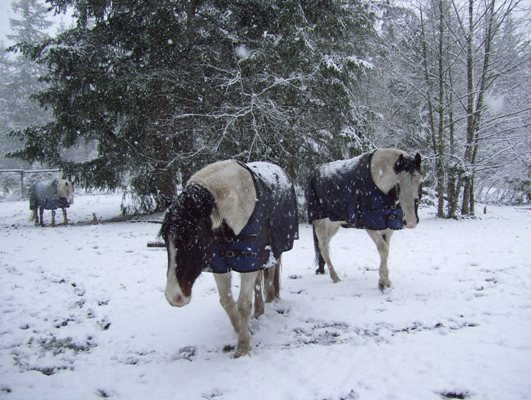 02/23/11 The horses all blanketed up and staying warm on this snowy day.