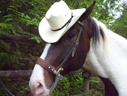 06/22/11 Hawk was not happy about posing as the cowboy for our scavenger hunt ads.